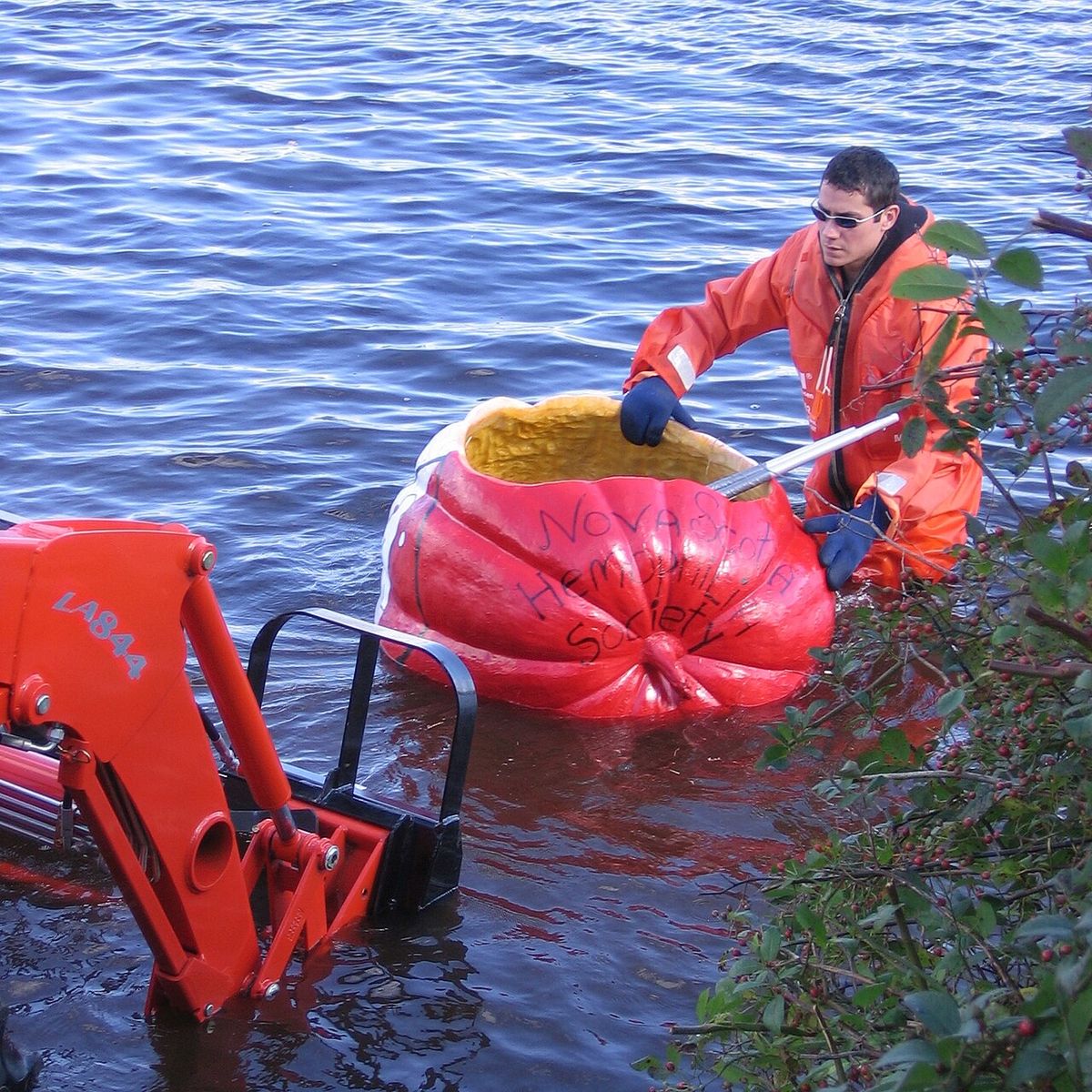 Unloading a pumpkin in Lake Pisaquid prior to the start of the 2008 Windsor Pumpkin Regatta, Windsor, Nova Scotia.