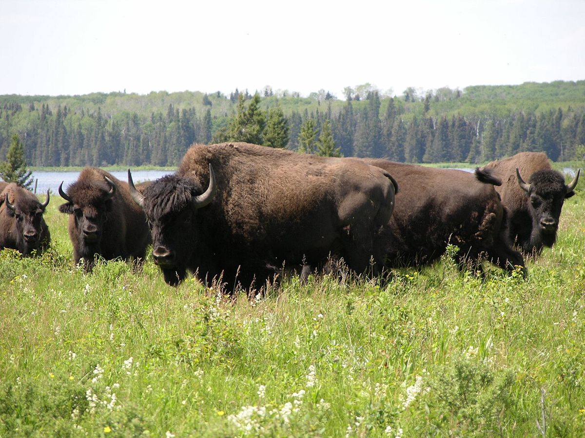 Bison herd at Lake Audy in Riding Mountain National Park, Manitoba