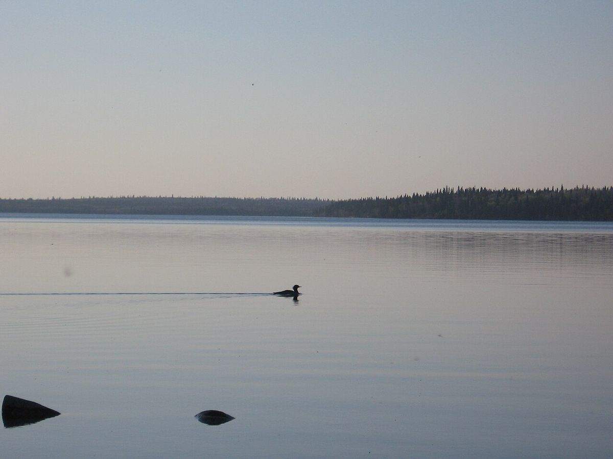 A duck swimming on Clear Lake